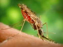 Female Anopheles albimanus mosquito, a vector of malaria. This image is in the public domain, 
                    and is #7861 in the U.S. Center for Disease Control's Public Health Image Library (PHIL).