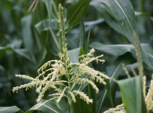 Close up of Corn pollinating