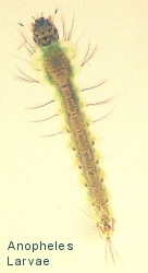Anopheles mosquito larvae.  This image is in the public domain.