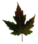 Silver Maple Leaf